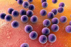 Eine erkrankung kann ausbrechen, wenn keime beispielsweise durch medizinische eingriffe oder bei einem geschwächten abwehrsystem einen weg in innere organe des körpers finden. Bakterien Staphylococcus Aureus Mrsa Auf Der Oberflache Der Haut Oder Schleimhaut 3d Darstellung Lizenzfreie Fotos Bilder Und Stock Fotografie Image 73933535