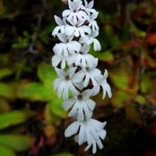 Image result for Holothrix villosa