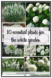 Top 10 Essential Plants For The White Garden It Goes Without Saying White Gardens Are Simply Stunning Crisp White Flowers A Weissen Garten Mond Garten Garten