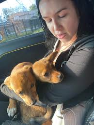 UPDATE: 2 of the 8 puppies already have adopters! 💛** We still need loving  homes for the remaining girls (No. 1