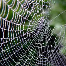 Official sarang labah has 119 photos and videos on their instagram profile. Mengapa Rumah Laba Laba Lemah Menurut Al Qur An