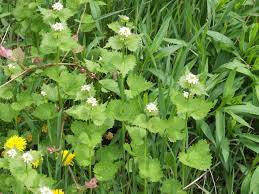 The dark green leaves of these broadleaf perennial weeds are deeply toothed and jagged. Twelve Common Weeds Hgtv