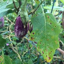 Full text views reflects pdf downloads, pdfs sent to google drive, dropbox and kindle and html full text views. Eggplant Diseases And Pests Description Uses Propagation