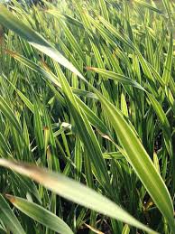 Image result for Typha capensis