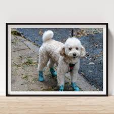 Decked out Poster by Peter Grad