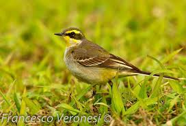 Males are brighter than females. Eastern Yellow Wagtail Species Information And Photos