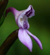 Image result for Brownleea