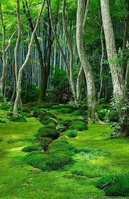 Powerful Witch Sangoma Protection Spell And Spell Caster In Ontario New York Sydney 27786966898 Info Spiritua Moss Garden Beautiful Nature Japanese Garden