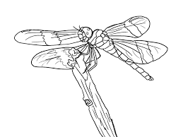 The great brain by john d. Dragonfly Coloring Page Coloring Home