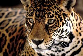 • no está permitido dar de comer a los animales. Ecuador El Jaguar Es Uno De Los Animales En Peligro De Extincion Noticias Ambientales
