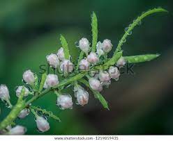 Does Asparagus Fern Flower Best Flower Wallpaper