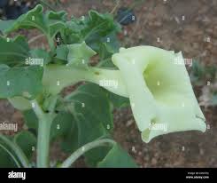 Image result for Holubia