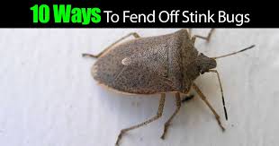 Stink bugs can weasel their ways into spaces, but often cannot figure out how to escape, thus causing a small community to suddenly inhabit your home. 14 Ways How To Get Rid Of Stink Bugs In The Garden