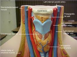 The main veins of the neck that return the blood from the head and face are the external and internal jugular veins. Ppt Right External Carotid Artery Powerpoint Presentation Free Download Id 3642046