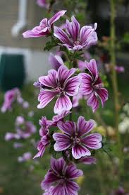 Wilde Malve Kostbare Natur In 2020 Blumen Fur Garten Lila Garten Bluhende Pflanzen