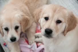 2.1 bailey's akc golden retrievers. Licking Their Wounds Trained Dogs Assist Comfort Wounded Airmen U S Air Force Article Display