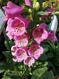 Good morning, good night images with quotes and jokes. Good Morning Beautiful Foxglove At Our Danville Store Sloat Garden Center
