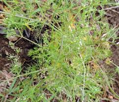 Image result for Apium leptophyllum