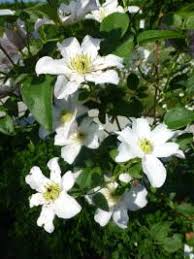 Newly planted clematis vines should be pruned to the lowest pair of strong buds after their first subsequent pruning is based on when that particular species flowers, starting the following year. Clematis Viticella Huldine Clematis Garden En Com