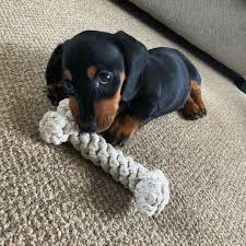 Adorable Black And Tan Dachshund Puppy Christmas Sausage Dog Dachshund Puppies Cute Baby Animals Puppies