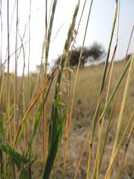 Image result for Sehima