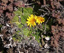 Image result for Haplocarpha