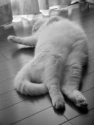  Pin Di Cats