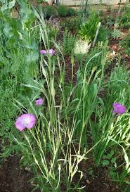 Image result for Agrostemma