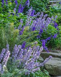 Image May Contain Plant Tree Outdoor And Nature Trees To Plant Purple Garden Plants