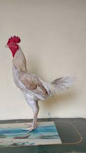 Jenis jenis burma yang masuk di indonesia yang sangat familier dikalangan penghoby burma, ayam pama/burma merupakan jenis ayam aduan termuthakir dimana sekarang ini penikmat ayam laga aduan banyak dikembangkan. Ayam Pama Ciri Ciri Karakteristik Jenis Perbedaan Dengan Pakhoy