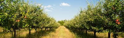 Since then we have successfully mail ordered fruit trees along with many other plants. The Grange Fruit Trees