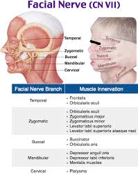 Facial Nerve And Innervation Neuro Heent Facial Nerve