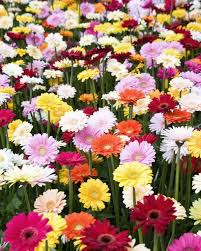 25 Different Types Of Daisies To Plant In Your Garden This Spring In 2020 Types Of Daisies Gerbera Daisy Gerbera