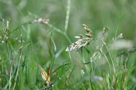 Image result for Eragrostis pilosa