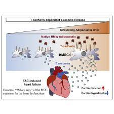 Maybe you would like to learn more about one of these? Adiponectin Stimulates Exosome Release To Enhance Mesenchymal Stem Cell Driven Therapy Of Heart Failure In Mice Molecular Therapy