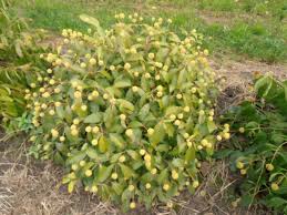 Image result for Cephalanthus
