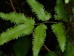 Image result for Lygodiaceae