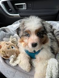 Our new baby Tilly and her big brother Ollie!