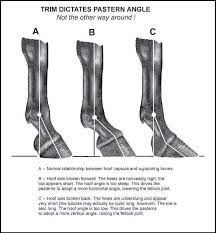 Many tutorials on how to trim hooves will advise getting a pair of goat hoof shears (probably a good how often do you trim goat hooves? What Your Horse S Hoof Angle May Be Telling You Horses