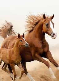 what type a horse are you horses horse wallpaper beautiful horses