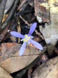 Image result for Exacum oldenlandioides