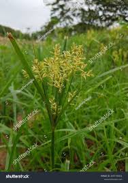 Image result for Cyperus esculentus
