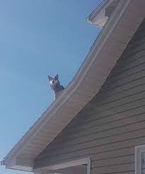 Cop Calls This Guy To Inform Him That His Husky Is Sitting On The Roof Of His House Provides Hilarious Evidence Husky Funny Husky Funny Dog Pictures