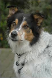Harry New Zealand Huntaway X Border Collie Border Collie Collie Dog Breeds