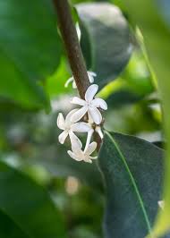 Image result for Pleiocarpa