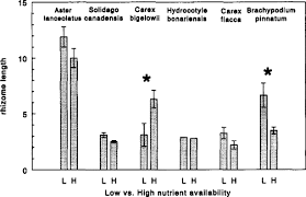 Image result for Cyperus breviradius