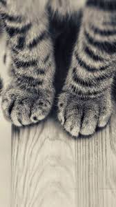 Wallpaper Iphone Cute Cute Kittens Hayvanlar Hayvan Fotografciligi