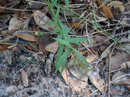 Image result for Scleria hispidula