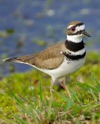 Killdeer Bird With White Ring Around Neck Killdeer Beautiful Birds Pretty Birds Cute Birds