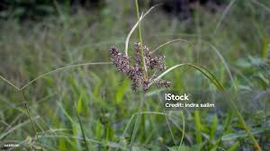 Image result for Cyperus alopecuroides
